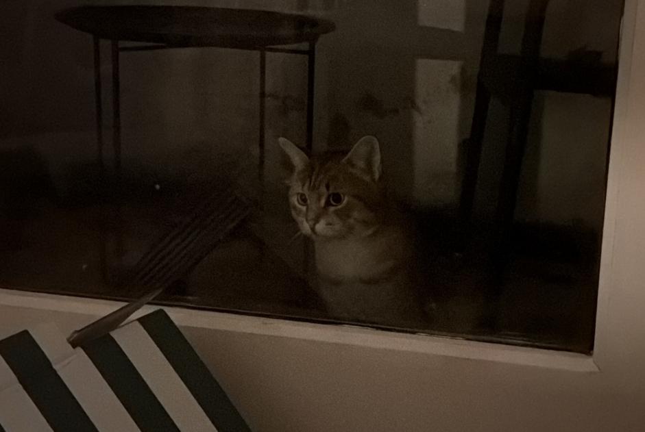Fundmeldung Katze Unbekannt Toulouse Frankreich