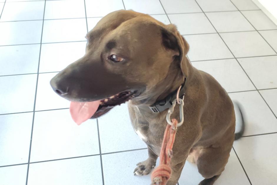 Discovery alert Dog miscegenation Male Villeurbanne France