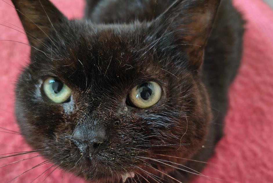 Alerta de Desaparición Gato Hembra , 6 años Blois Francia