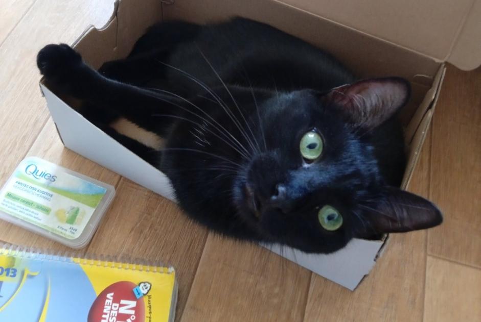 Alerta de Desaparición Gato Hembra , 4 años Urrugne Francia Alerta de Desaparición Gato Hembra , 4 años Urrugne Francia