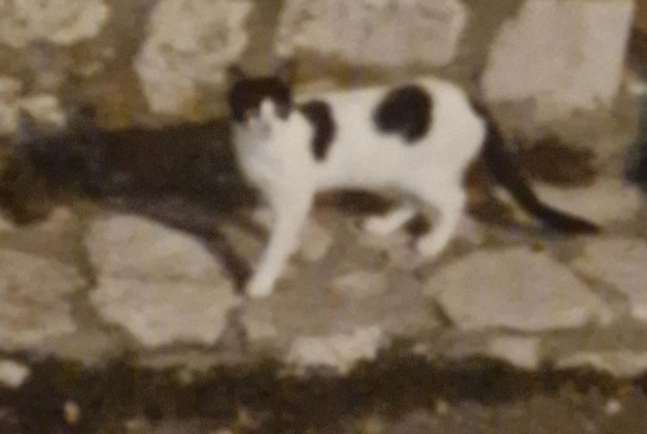 Alerte Découverte Chat Inconnu Gourdon France