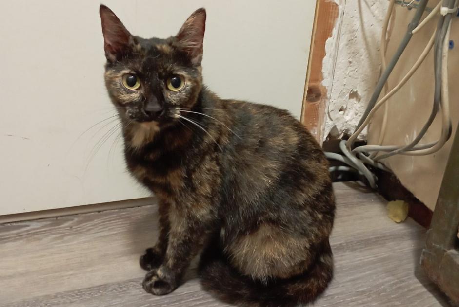 Alerte Découverte Chat Femelle Laval France