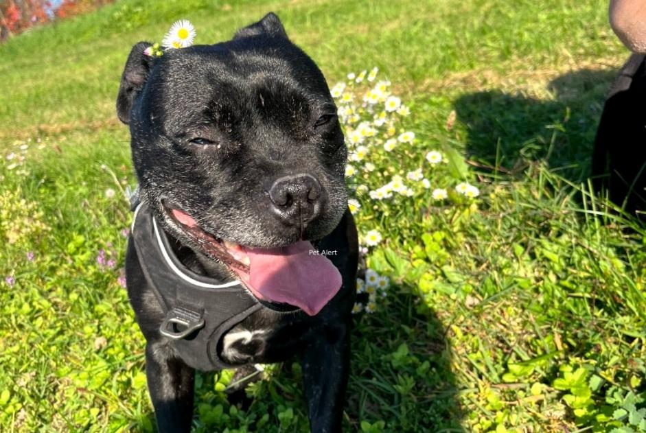 Alerte Disparition Chien Femelle , 9 ans Flassans-sur-Issole France Alerte Disparition Chien Femelle , 9 ans Flassans-sur-Issole France