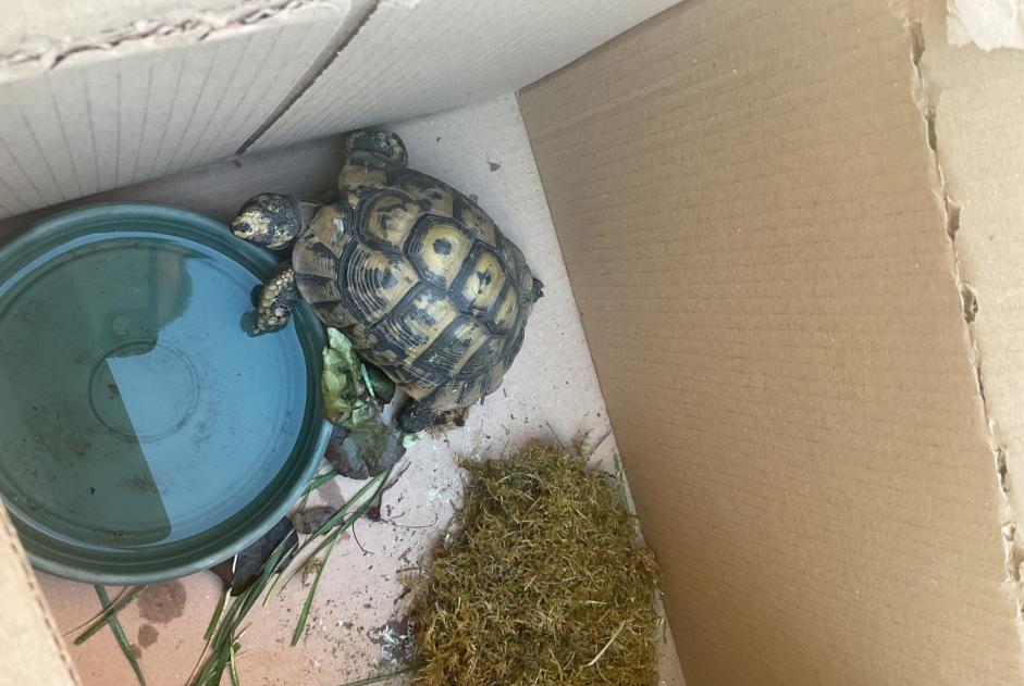 Alerte Découverte Tortue Inconnu Saint-Mammès France Alerte Découverte Tortue Inconnu Saint-Mammès France