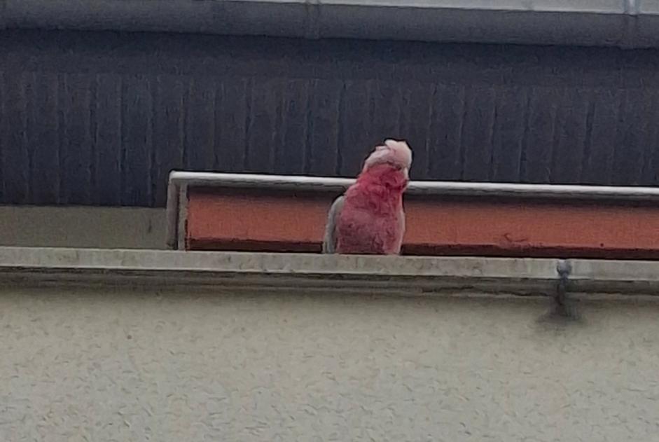 Ontdekkingsalarm Vogel Onbekend Colomiers Frankrijk Ontdekkingsalarm Vogel Onbekend Colomiers Frankrijk