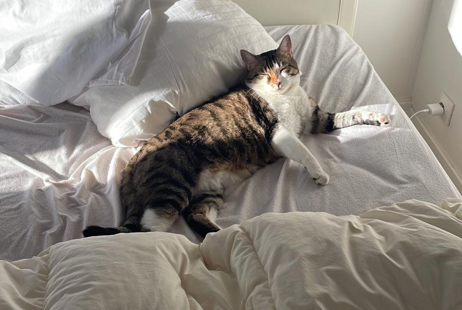 Alerta desaparecimento Gato  Macho , 4 anos Chantilly France